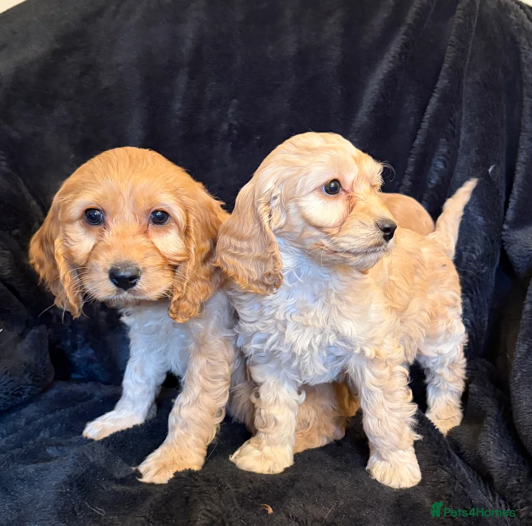 Cavapoo dogs for sale: Beautiful F1 Cavapoo Puppies  - Advert 12