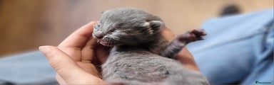 Russian Blue Kitten 3