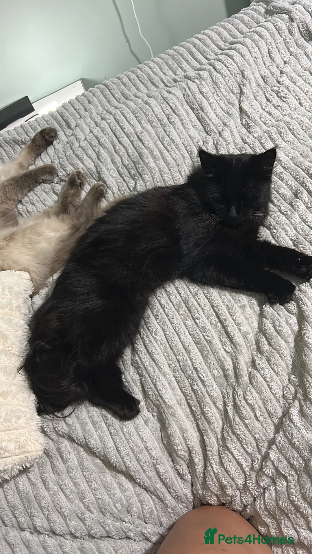 Maine Coon cats for sale: Molly - Maine Coon look for a  Forever home - Advert 4
