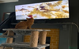 Mixed Breed cats for sale: Ginger 1 year old Kitten  - Image 2