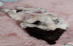 Cockapoo dogs for sale: Cockapoo puppy - Advert 4