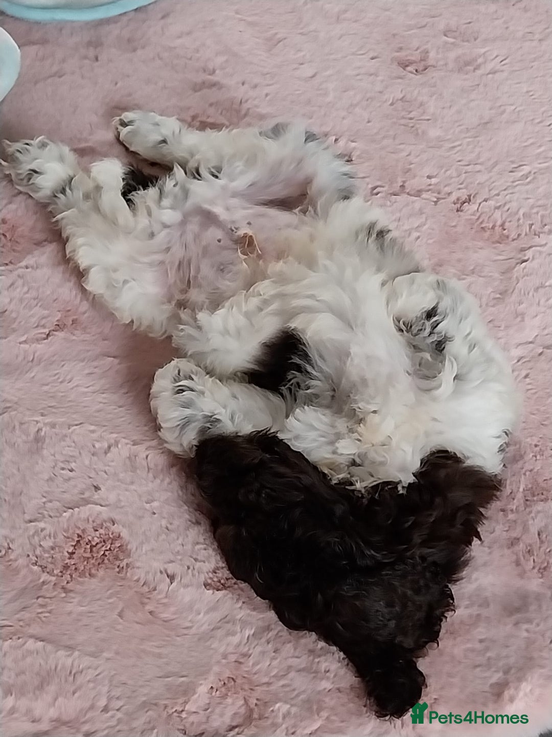 Cockapoo dogs for sale: Cockapoo puppy - Advert 4