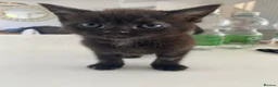 Mixed Breed cats for sale: 3 cats  in Boston - Advert 4