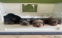Miniature Dachshund dogs for sale: Ready for new homes Mini Dachshund  - Image 5
