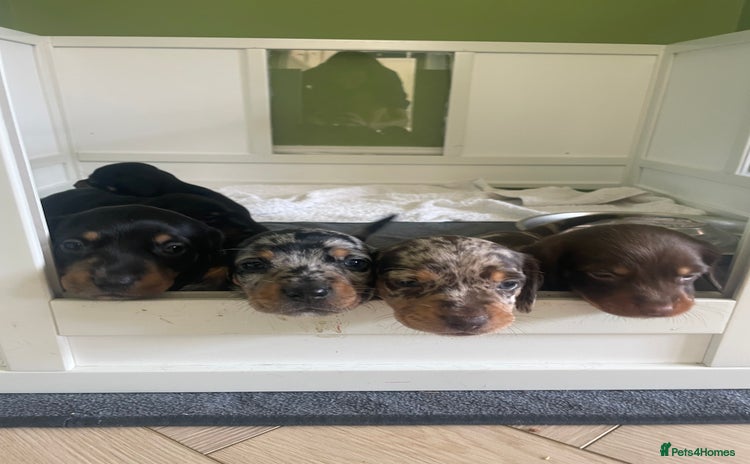 Miniature Dachshund dogs - Advert 5