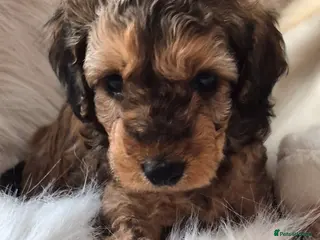 Cockapoo dogs F1B COCKAPOO PUPS (2 MALES LEFT - Advert 4