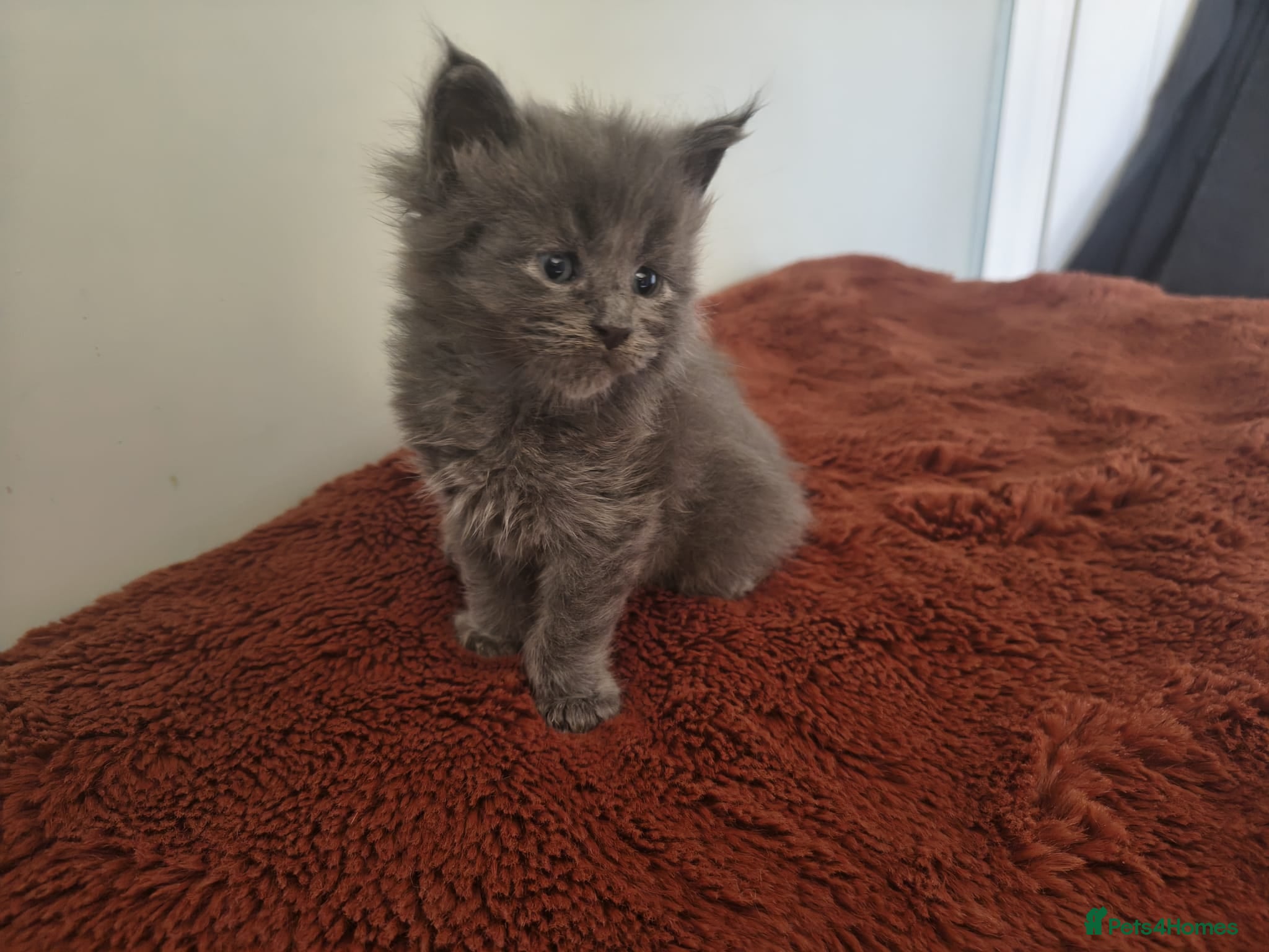 Maine Coon cats Tica registered Maine coon kittens - Advert 2