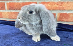 French Lop rabbits for sale: Beautiful French Lops - Image 9