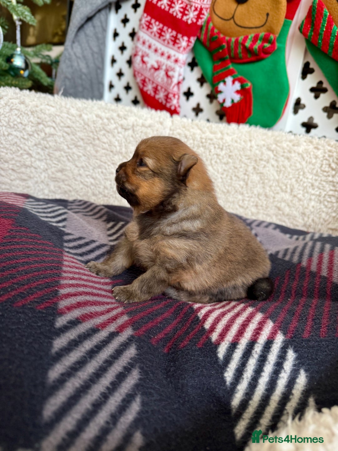 Pomeranian dogs for sale: Adorable Pomeranian puppies - ready January 25! - Advert 7