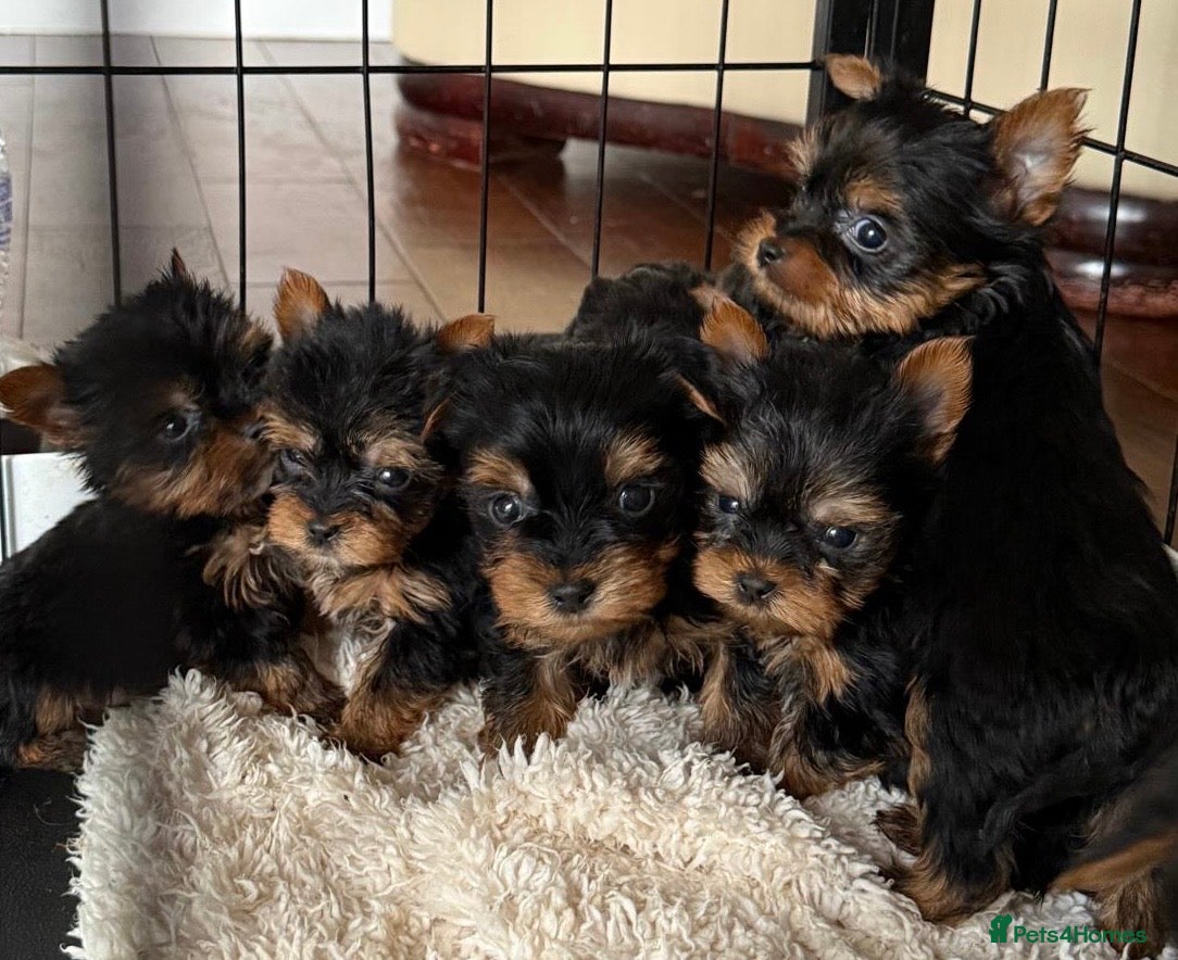 Yorkshire Terrier dogs Beautiful Boy Yorkshire terrier puppies  - Advert 8