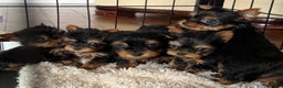Yorkshire Terrier dogs for sale: Beautiful Boy Yorkshire terrier puppies  - Advert 1