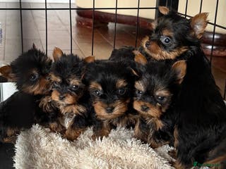 Yorkshire Terrier dogs Beautiful Boy Yorkshire terrier puppies - Advert 18