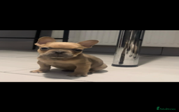 French Bulldog dogs for sale: French bull dog puppys  - Image 10