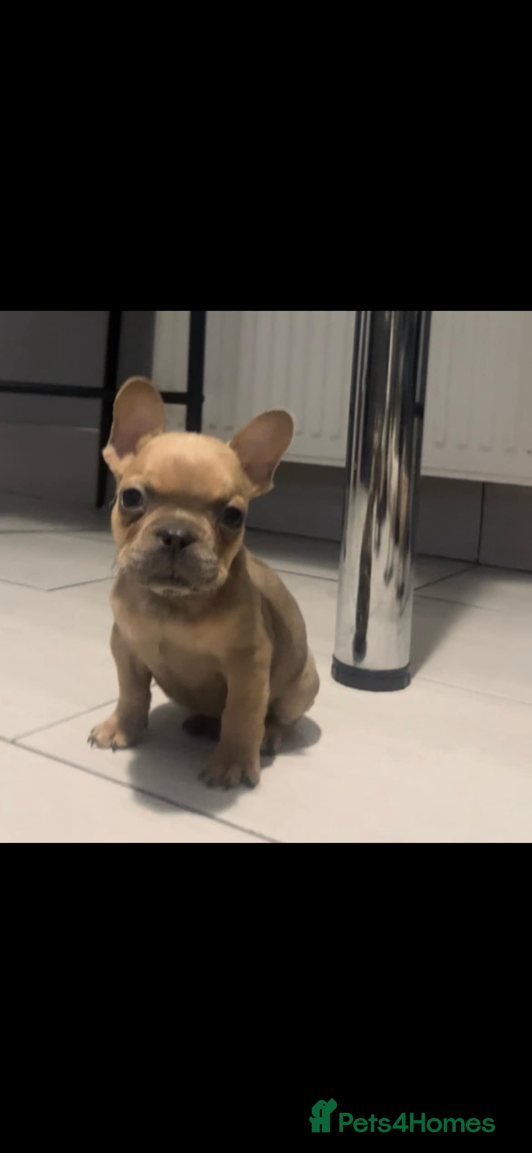 French Bulldog dogs for sale: French bull dog puppys  - Image 10