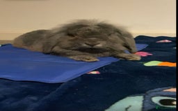 Mini Lop rabbits for sale: Rabbit PLEASE READ ALL DESCRIPTION  - Image 5