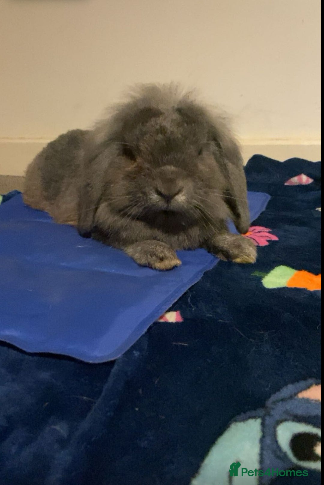 Mini Lop rabbits for sale: Rabbit PLEASE READ ALL DESCRIPTION  - Image 5