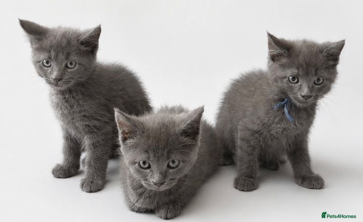 Maine Coon cats Mainecoon x babies ready now - Advert 10