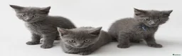 Maine Coon cats for sale: Mainecoon x babies ready now - Advert 1