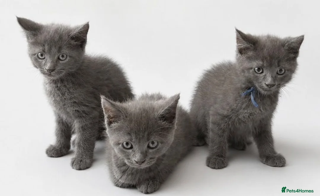 Maine Coon cats for sale: Mainecoon x babies ready now - Advert 1