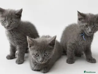 Maine Coon cats Mainecoon x babies ready now - Advert 1