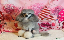 Miniature Poodle dogs for sale: Miniature Poodles  - Image 3