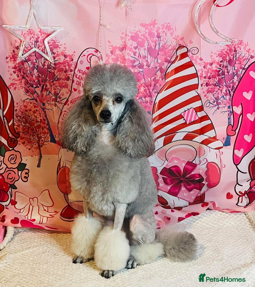 Miniature Poodle dogs for sale: Miniature Poodles  - Image 3