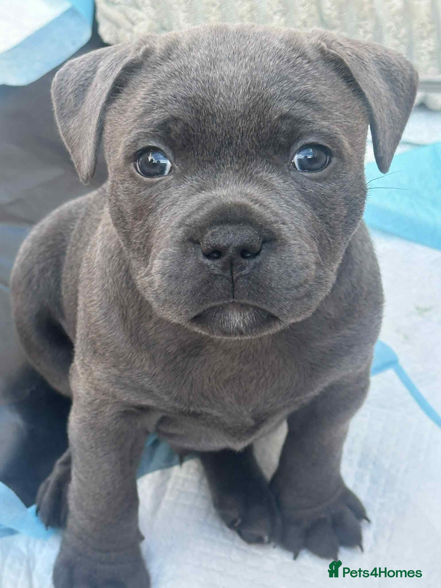 Staffordshire Bull Terrier dogs 2x KC Registered Champion Blue Staffie Puppies - Advert 1