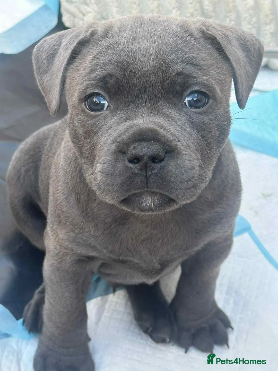 Staffordshire Bull Terrier dogs for sale: 2x KC Registered Champion Blue Staffie Puppies - Advert 1