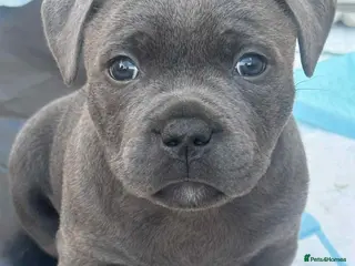 Staffordshire Bull Terrier dogs 2x KC Registered Champion Blue Staffie Puppies - Advert 3