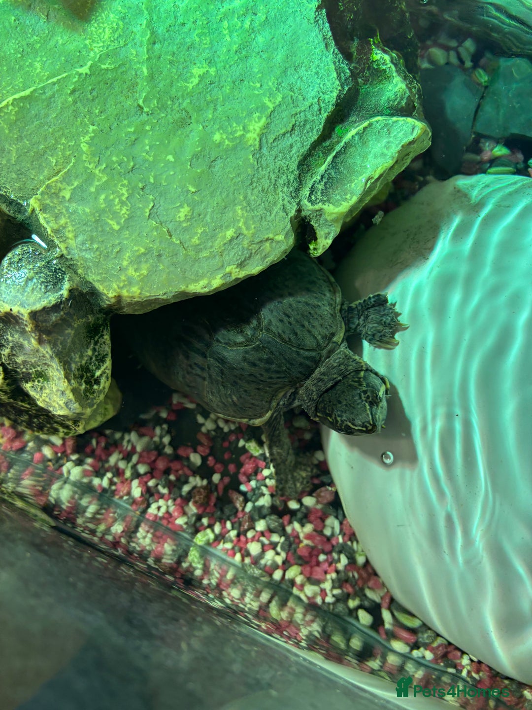 Turtle reptiles for sale: 2 x Common musk turtles with tank etc - Image 3