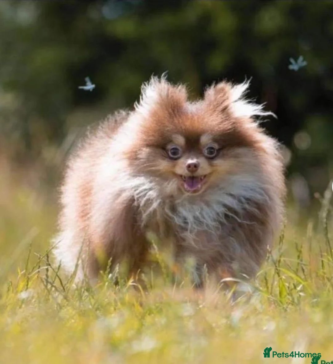 Pomeranian dogs for sale: BEAUTIFUL POMERANIAN K.C REGISTERED PUPPIES  in Ongar - Image 13