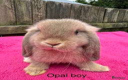 Mini Lop rabbits for sale: Friendly pure mini lops  - Image 7