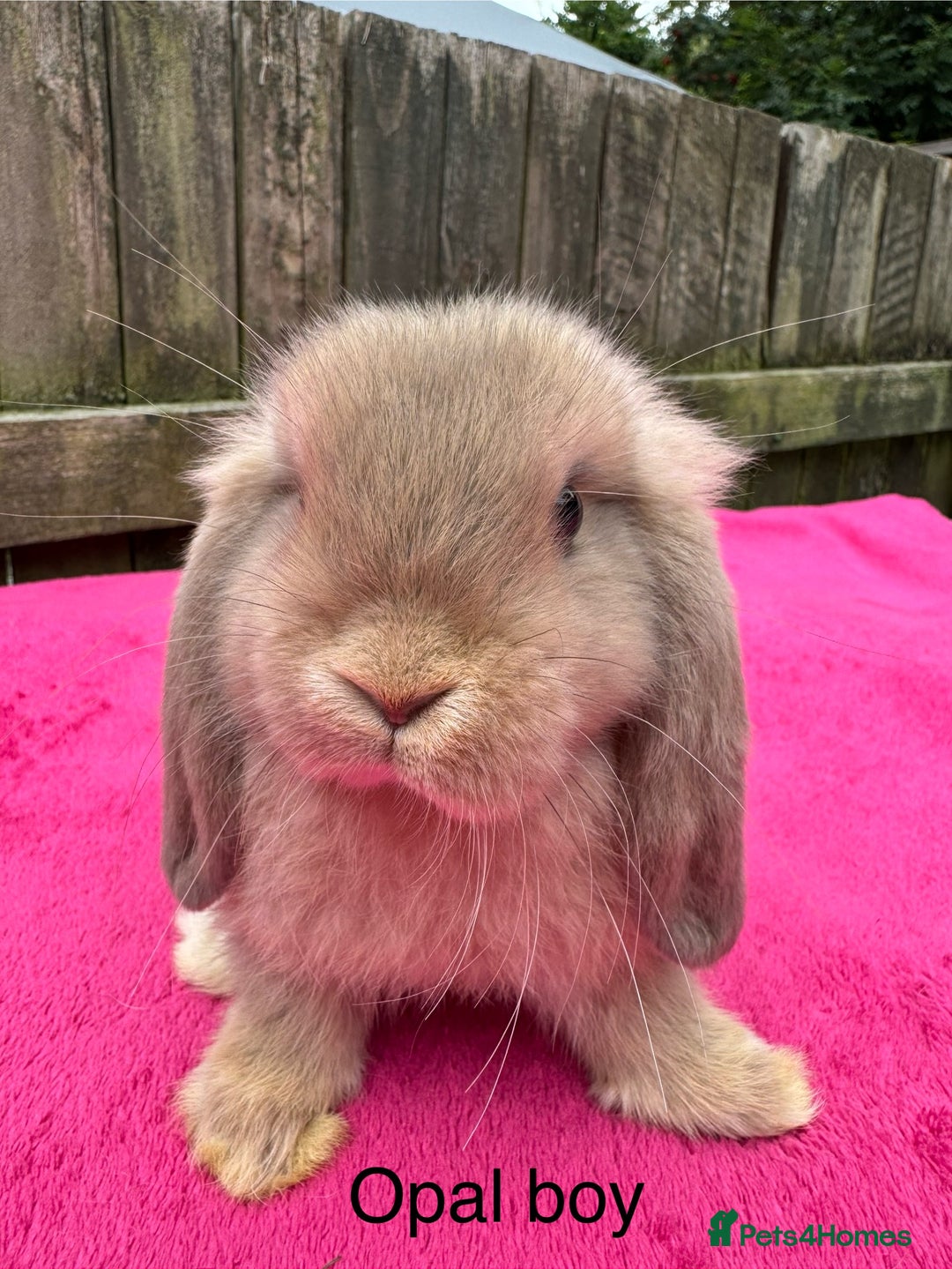 Mini Lop rabbits for sale: Friendly pure mini lops  - Image 7