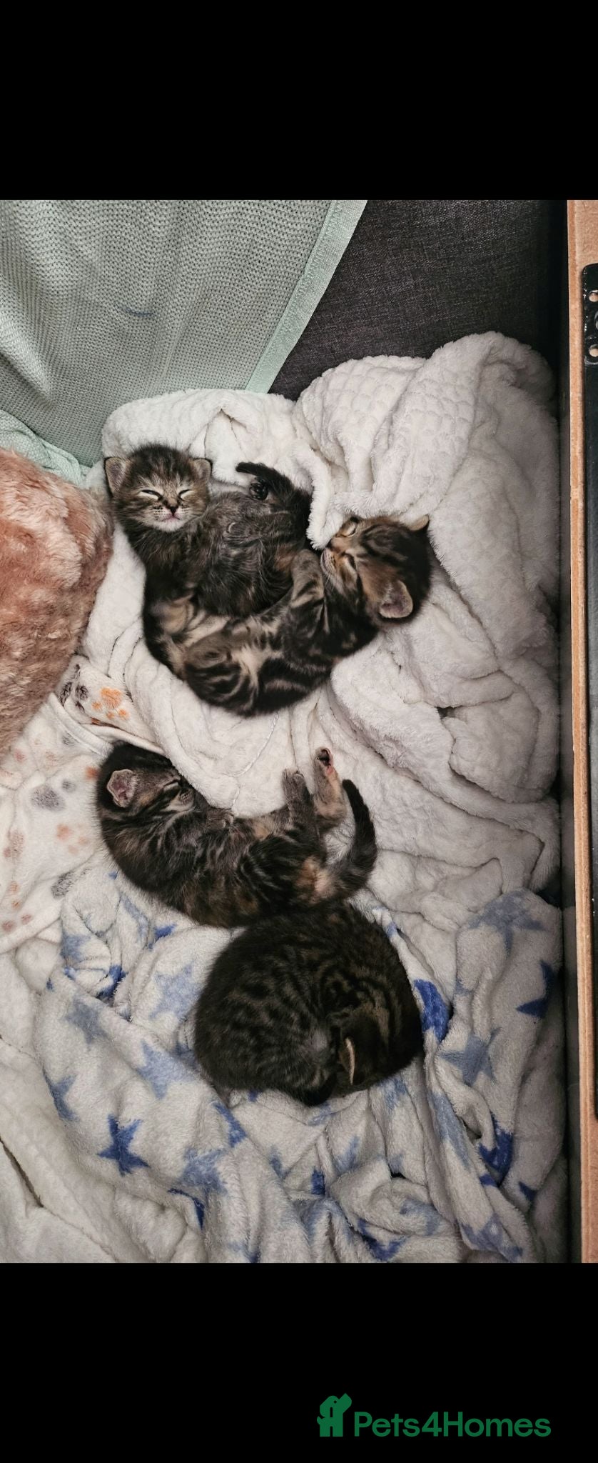 Mixed Breed cats Kittens  - Advert 12