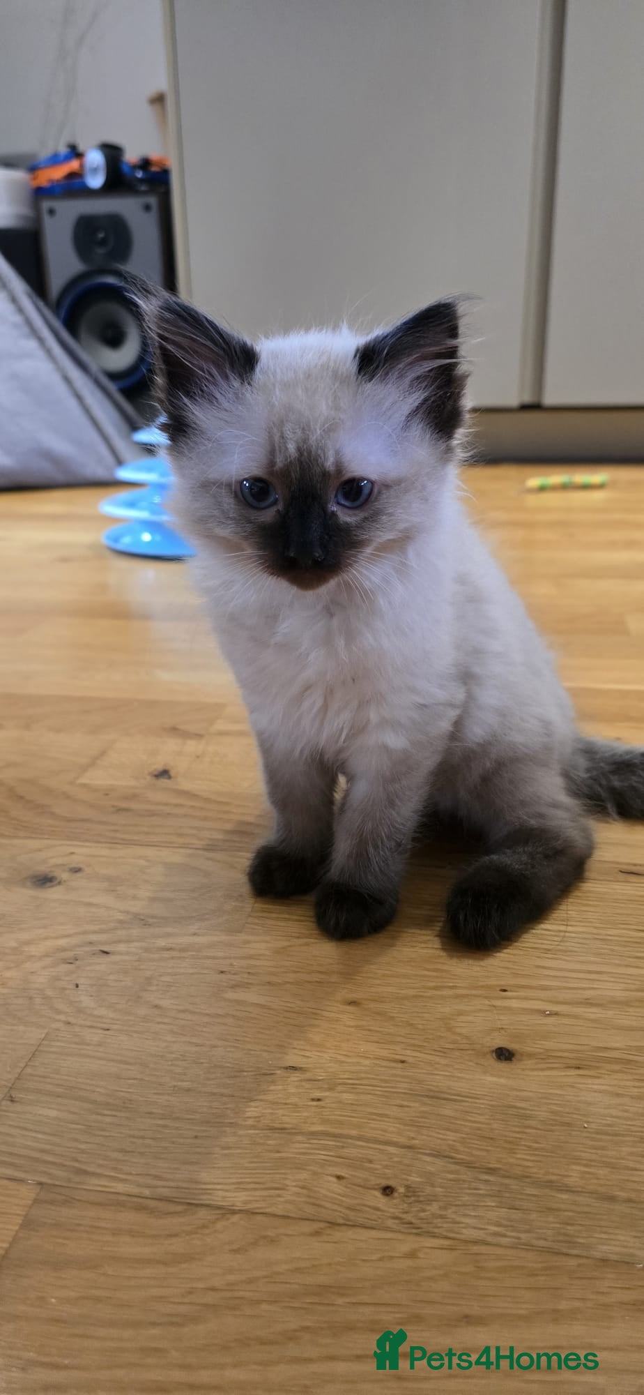 Ragdoll cats Ragdoll/Siberian mix kittens - Advert 1