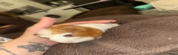Guinea Pig rodents for sale: Mixed guinea pigs  in Sunderland - Advert 4