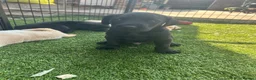 Labrador Retriever dogs for sale: KC Labrador pups, champagne, yellow & black  - Advert 12