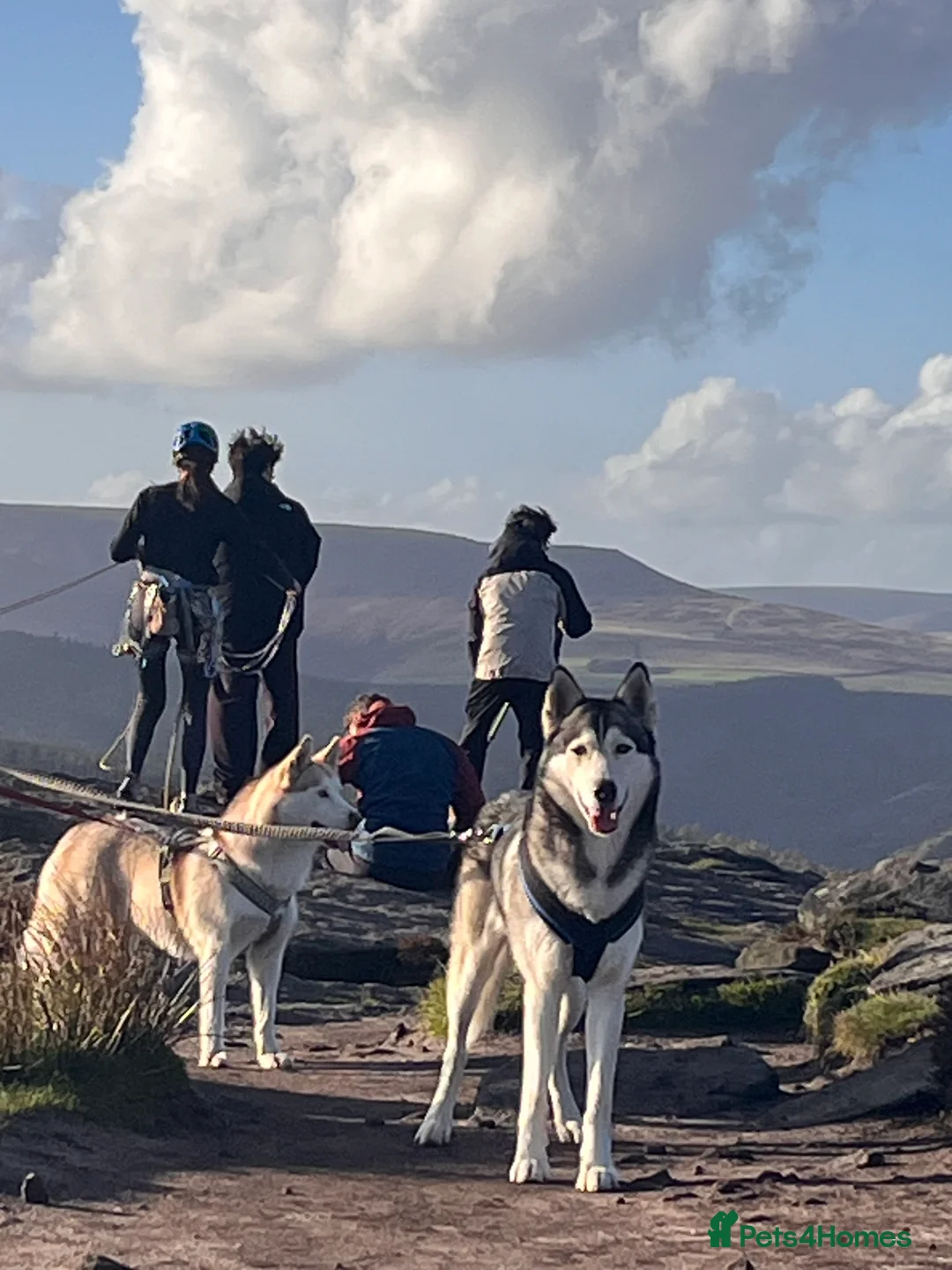 Siberian Husky dogs for stud: For stud only (quality proven stud ) in Wakefield - Advert 30