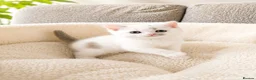 British Shorthair cats for sale: British Shorthair Kittens - Advert 10