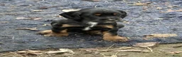 Sprocker dogs for sale: Sprocker pups  - Advert 8