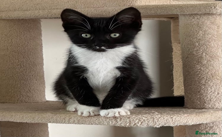 Mixed Breed cats for sale - Advert 2