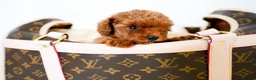 Poodle dogs for sale: Gorgeous Asian Toy Poodles in Sunderland - Advert 4