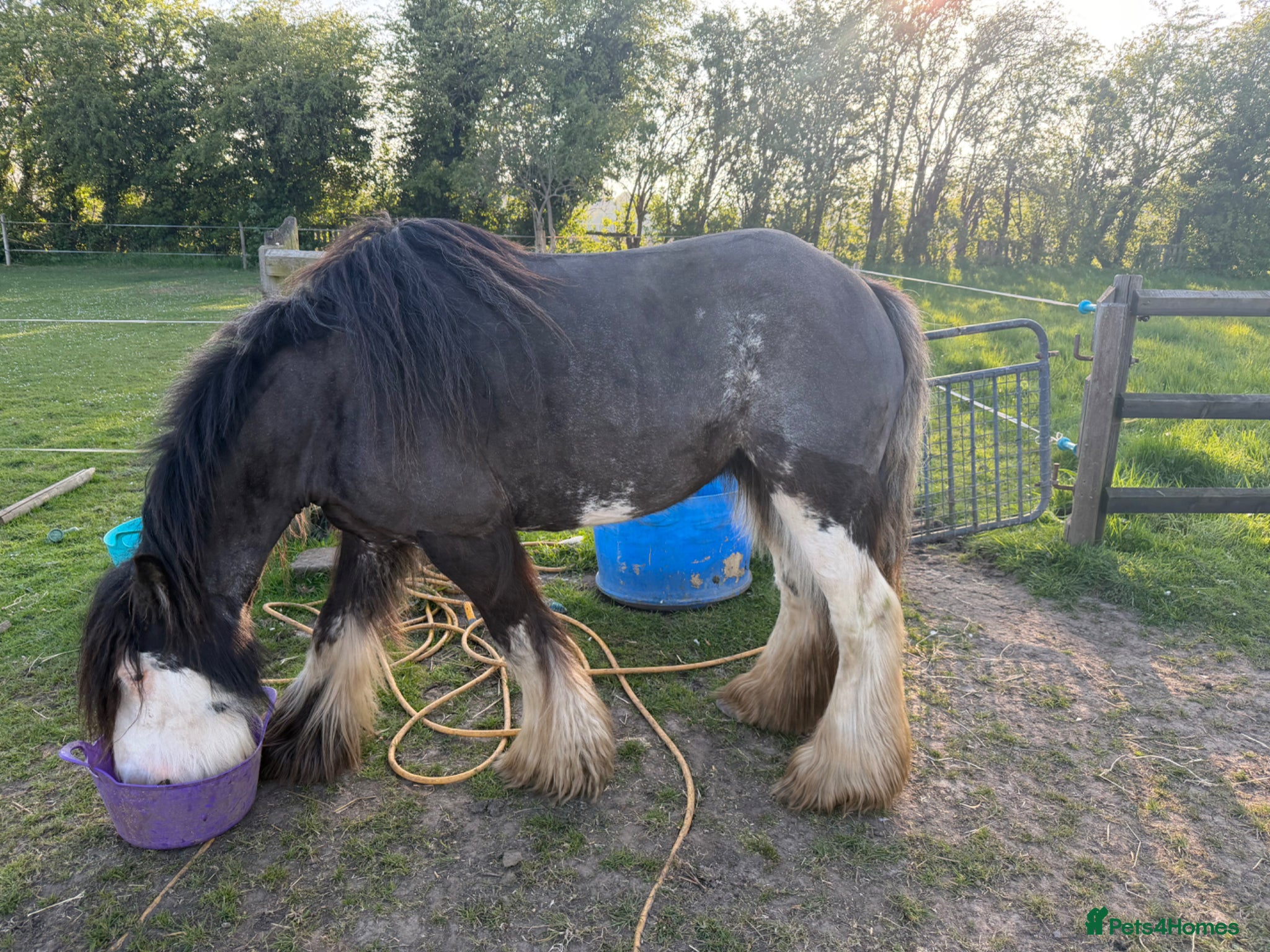 Irish Cob horses for sale: Annie  - Advert 7