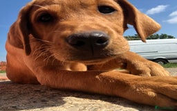 Labrador Retriever dogs for sale: 1 FOXRED LABRADOR PUPPY 5* Licensed breeder - Image 3