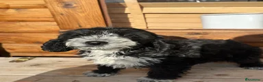 Cockapoo 3