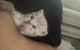 British Shorthair cats for sale: Beautiful British shorthair babies  - Image 7