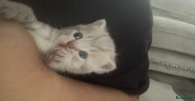 British Shorthair cats - Advert 6