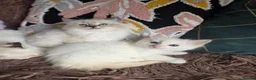 Ragdoll cats for sale: GCCF Registered Gorgeous Kittens  - Advert 30