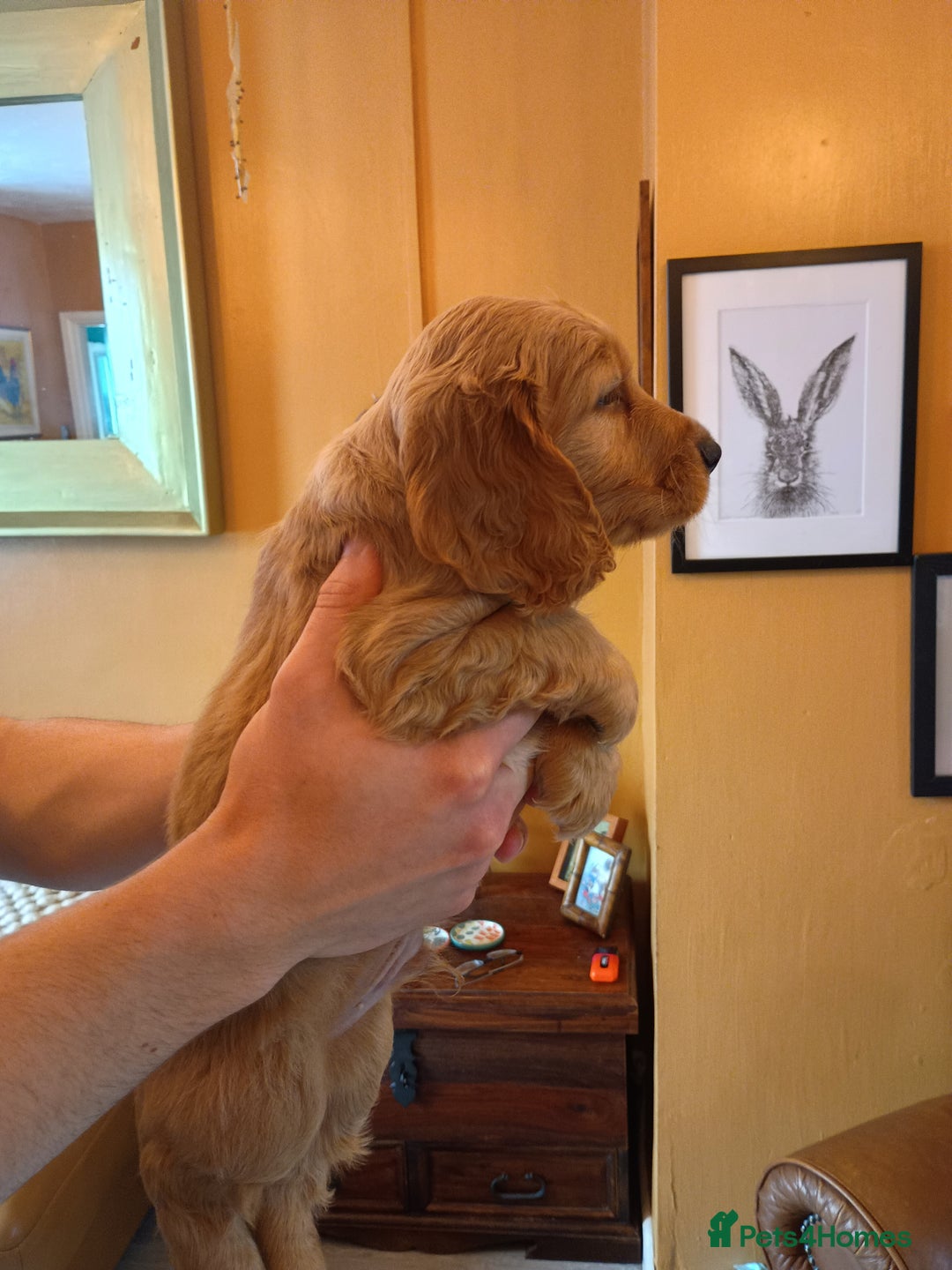 Cockapoo dogs for sale: Beautiful Cockapoo Pups  - Image 9