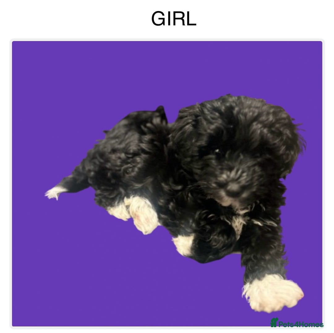 Toy Poodle dogs for stud: K.C Chocolate ToyPoodle at Stud in Coventry - Advert 29